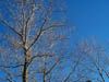Arbol en invierno