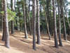 Bosque en primavera