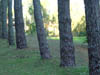 Bosque en el golf