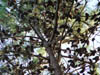 Las pi�as
