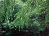Ramas con gotas de la lluvia