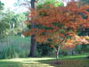 Arbol con hojas coloradas