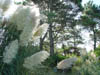 Plumeros en el bosque