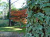 Arbol con hojas coloradas