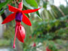 Detalle de una flor