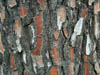 Detalle del tronco de un �rbol