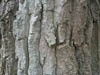 Detalle