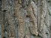 Detalle de un �rbol