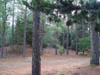 Bosque de Caril�