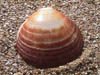 Primer plano a un caracol