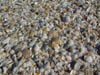 Caracoles en la playa