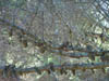 Pi�as en las ramas
