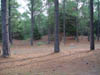 Bosque en invierno
