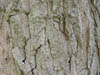 Tronco de un �rbol