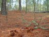 Detalle en el bosque