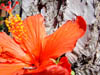 Detalle flor naranja
