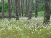 Plumeros en el bosque