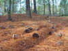 Las pi�as en el bosque