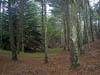 El bosque en invierno