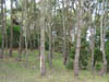 Bosque