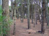 Bosque en oto�o
