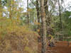 Bosque en invierno