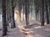 Rayos del sol entrando al bosque
