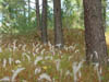Plumeros en el bosque